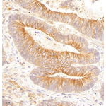 Anti-pan alpha Tubulin Mouse mAb (50 μl)
