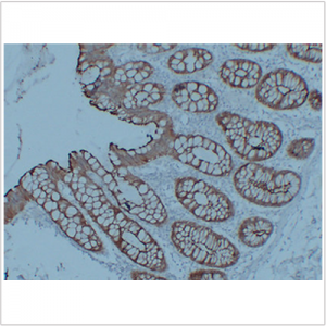 Anti-Villin Mouse mAb (50 μl)