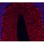 Recombinant Anti-beta III Tubulin Mouse mAb (100 μl)