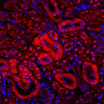 Recombinant Anti-alpha Tubulin Rabbit mAb  (100 μl)