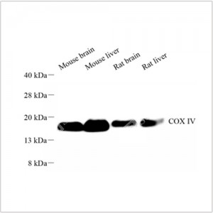 Recombinant Anti-COX IV antibody (HRP Conjugated)  (100 μl)