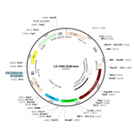 Lentivirus CAG-ZsGreen (2× 25 µl)