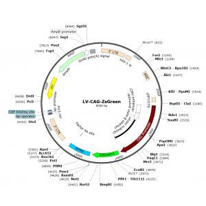 Lentivirus CAG-ZsGreen (2× 25 µl)