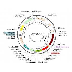 Lentivirus Ef1a-Mito-E2-Crimson-IRES-Puro (2× 25 µl)