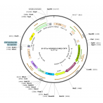 Lentivirus EF1α-hChR2(H134R)-EYFP (2× 25 µl)