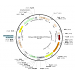Lentivirus Syn-hChR2(H134R)-EYFP (2× 25 µl)
