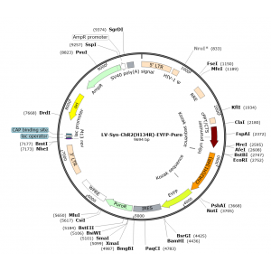 Lentivirus Syn-hChR2(H134R)-EYFP (2× 25 µl)