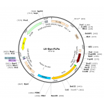Lentivirus Syn-FLPo (2× 25 µl)