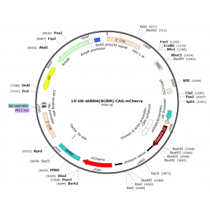 Lentivirus U6-shRNA(SCRM)-CAG-mCherry (2× 25 µl)