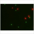 LiFluor™ Animal Cell Viability Kit (1000 rxns)