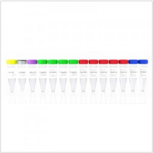 VAHTS Universal Plus DNA Library Prep Kit for Illumina V2 (24 rxns)