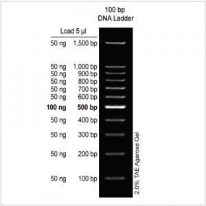 100 bp DNA Ladder (2× 500µl) 100 bp DNA Ladder (2× 500µl)
