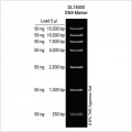 DL15000 DNA Marker (2× 500µl)