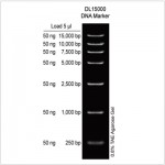 DL15000 DNA Marker (2× 500µl)