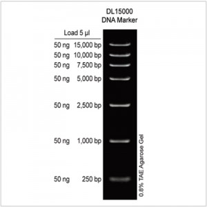 DL15000 DNA Marker (2× 500µl)
