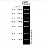 DL2000 DNA Marker (2× 500µl)