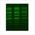 LiGreen™ DNA Gel Stain (1 ml)