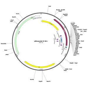 Human ACAP2 (BC060767) cDNA Clone in pBluescriptR