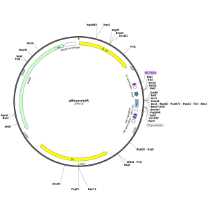 Human VIM (BC066956) cDNA Clone in pBluescriptR