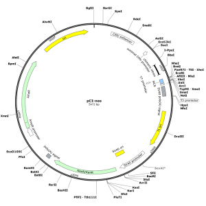 Human APEX1 (BC095428) cDNA Clone in pCI-neo