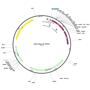 Human COL11A1 (BC117697) cDNA Clone in pCR-BluntII-TOPO
