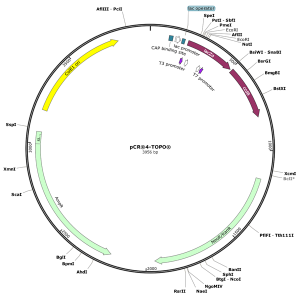 Human TM4SF5 (BC093688) cDNA Clone in pCR4-TOPO