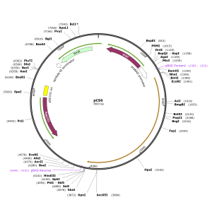 Human KLF8 (BC031355) cDNA Clone in pCS6ccdB