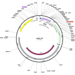 Human NAT2 (BC067218) cDNA Clone in pDNR-LIB