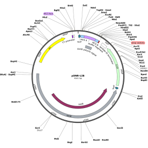 Human IGK (BC030813) cDNA Clone in pDNR-LIB