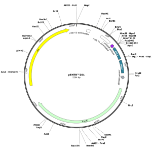 Human IGF1 (BC148266) cDNA Clone in pENTR201
