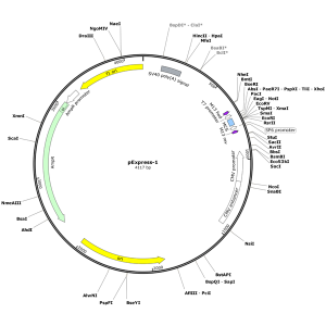 Human COL2A1 (BC116449) cDNA Clone in pExpress-1