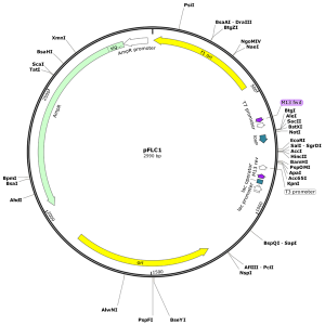 Human NBN (BC146797) cDNA Clone in pFLC1