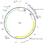 Human SERPINA3 (BC003559) cDNA Clone in pCS6