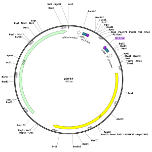 Human ACLY (BC006195) cDNA Clone in pOTB7