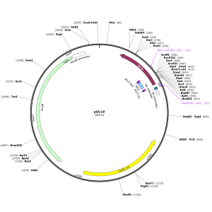 Human LALBA (BC069103) cDNA Clone in pUC19