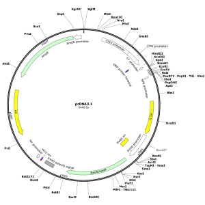 Human GNAT1 (BC095505) cDNA Clone in pcDNA3.1