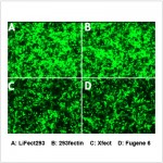 LiFect293™ Transfection Reagent (4 ml)