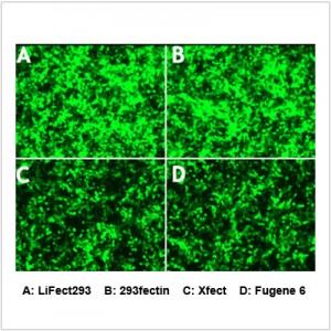 LiFect293™ Transfection Reagent (4 ml)