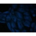 LiFluor™ 350 Blue Fluorescent Dye (1 µmol)