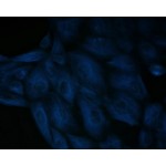 LiFluor™ 350 Blue Fluorescent Dye (1 µmol)
