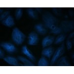 LiFluor™ 405 Blue Fluorescent Dye (1 μmol)