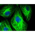 LiFluor™ 405 Green Fluorescent Dye (1 µmol)
