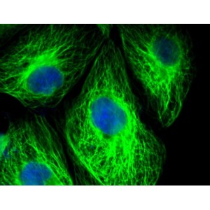 LiFluor™ 488 Green Fluorescent Dye (1 µmol)
