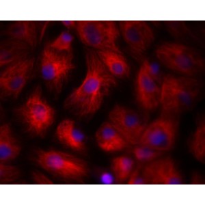 LiFluor™ 546 Red Fluorescent Dye (1 µmol)