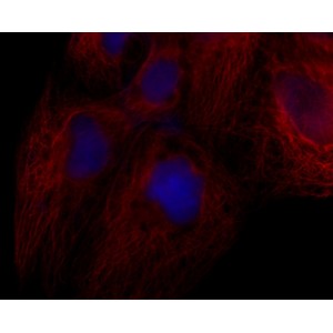 LiFluor™ 594 Red Fluorescent Dye (1 µmol)