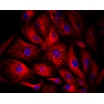 LiFluor™ 647 Red Fluorescent Dye (1 µmol)