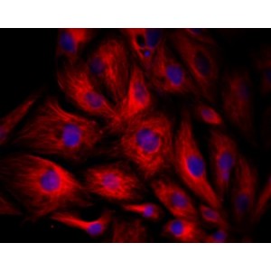 LiFluor™ 647 Red Fluorescent Dye (1 µmol)