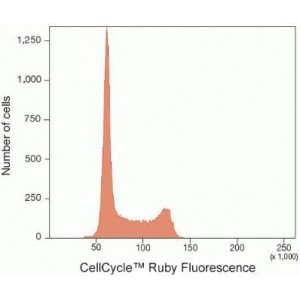 Cell Cycle PI/RNAse Stain Solution (100 rxns)