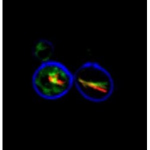 LiFluor™ Yeast Cell Viability Kit (1000 rxns)