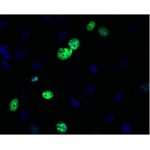 LiFluor™ 488 EU Imaging Kit (50 rxns)